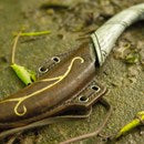 Elven LARP Sheath with Throwing Knife Epic Armoury